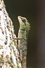 Green crested lizard