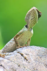 Green crested lizard