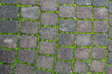 Brick pathway with green moss