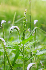 Heliotropium indicum, Thai herb.