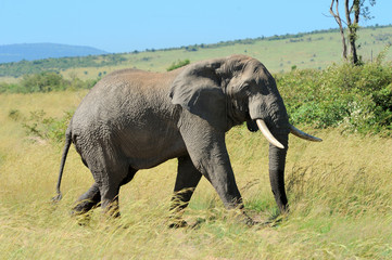 Fototapeta premium Elephant