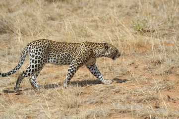 Fototapeta premium Leopard