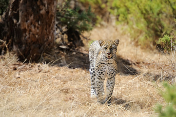 Leopard