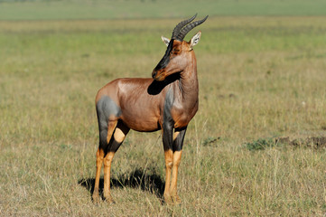 Topi Antelope