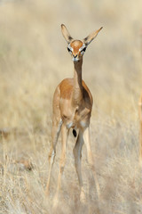 Gerenuk
