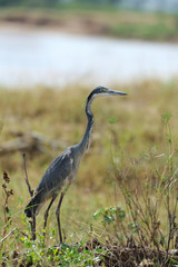Heron