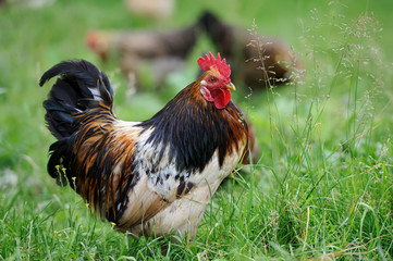 Rooster on nature background