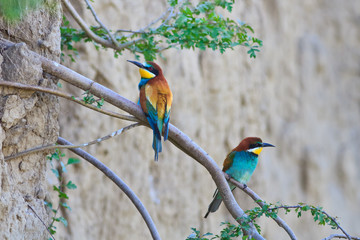 european bee eater (merops apiaster)