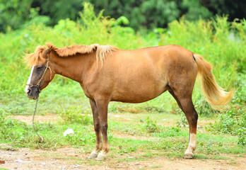 Obraz na płótnie Canvas Horse on a summer pasture