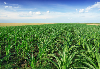 Corn Field