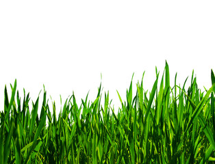green grass