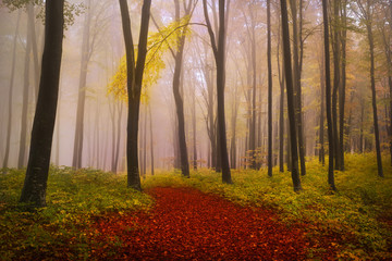 Foggy mystic forest during fall