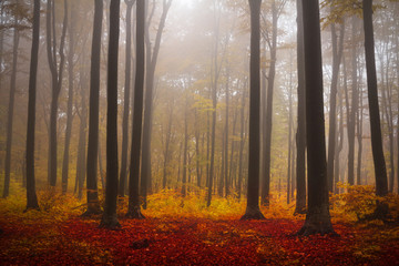 Foggy mystic forest during fall