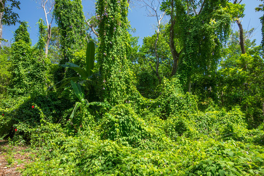 Fototapeta Lush Vegetation in the Rain Forest of Costa Rica