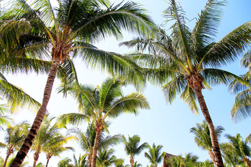 Fototapeta na wymiar tropical palms