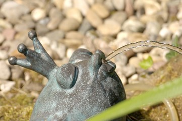 Fototapeta premium Wasserfrosch