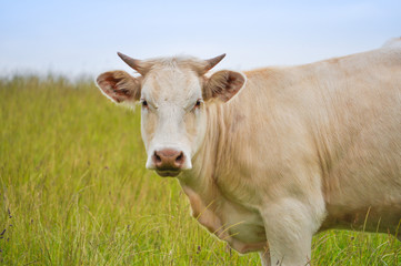 Fototapeta na wymiar Cattle cow