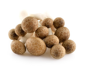 Brown beech mushrooms, Shimeji mushroom, Edible mushroom isolate