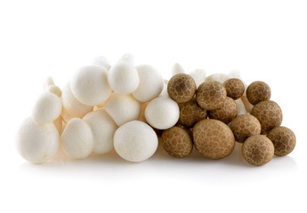 shimeji mushrooms both brown and white varieties