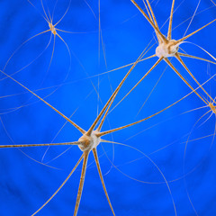 Fototapeta premium Neurons - 3D Render