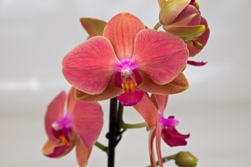 Orchidee