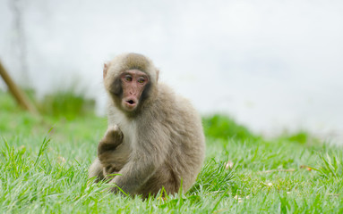 Japanese Macaque monkey on grass