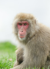 Japanese Macaque monkey on grass