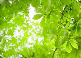 Fototapeta na wymiar Green Chestnut Leaves