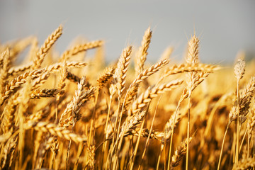 Fototapeta premium wheat field