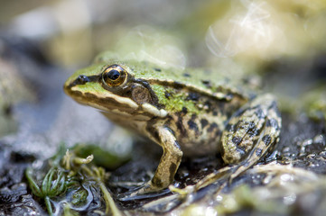 Frosch