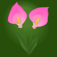 Pink calla flowers