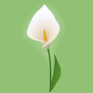 white calla flower