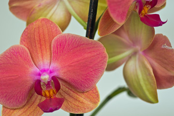 Orchidee Nahaufnahme