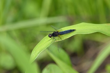 ハラビロトンボのオス