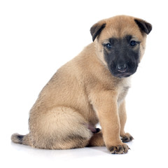 puppy malinois
