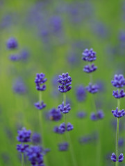 Obraz premium Herbal Garden - flowering lavender in the garden