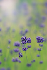 Herbal Garden - flowering lavender in the garden