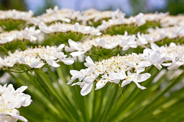 Heracleum flower