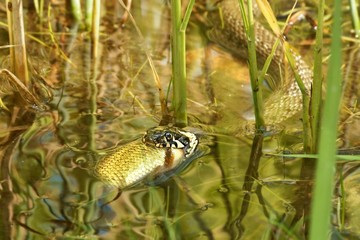 Grass Snake (Natrix natrix), eating fish caught within hunting