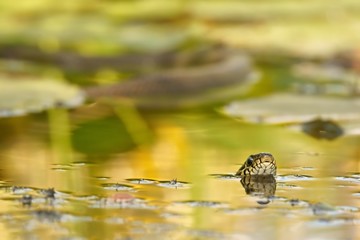 Grass Snake (Natrix natrix), as background