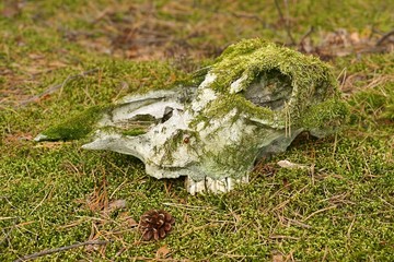 Obraz premium Animal skull found in a forest, overgrown with moss