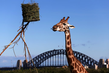 Giraffe feeding at Taronga Zoo, Sydney