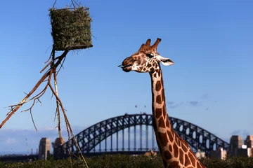 Crédence de cuisine en verre imprimé Girafe Giraffe feeding at Taronga Zoo, Sydney