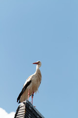 Wildlife German Stork