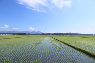 春の水田の風景