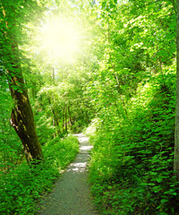 Waldweg