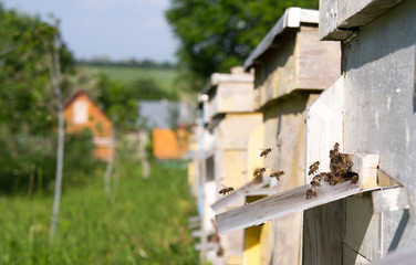 apiary in the garden