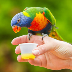 Australian Rainbow Lorikeet, Trichoglossus moluccanus © michaklootwijk
