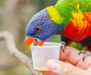Australian Rainbow Lorikeet, Trichoglossus moluccanus
