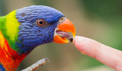 Australian Rainbow Lorikeet, Trichoglossus moluccanus